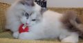 Everly💖💖🐈 Ragdoll kislány!