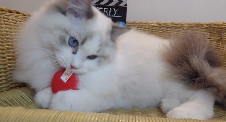 Everly💖💖🐈 Ragdoll kislány!