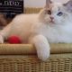 Everly💖💖🐈 Ragdoll kislány!