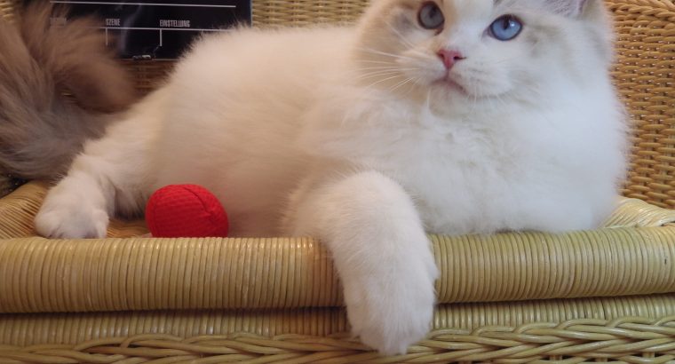 Everly💖💖🐈 Ragdoll kislány!