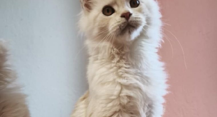 Lux Lior Tánya