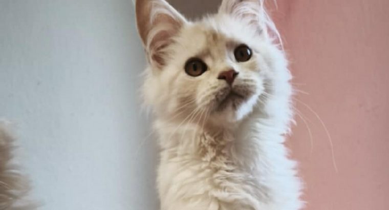 Lux Lior Tánya