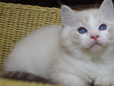 Iowa 😍💖💖Ragdoll Boy!