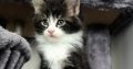 Indy Maine Coon kiscica