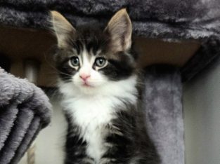 Indy Maine Coon kiscica