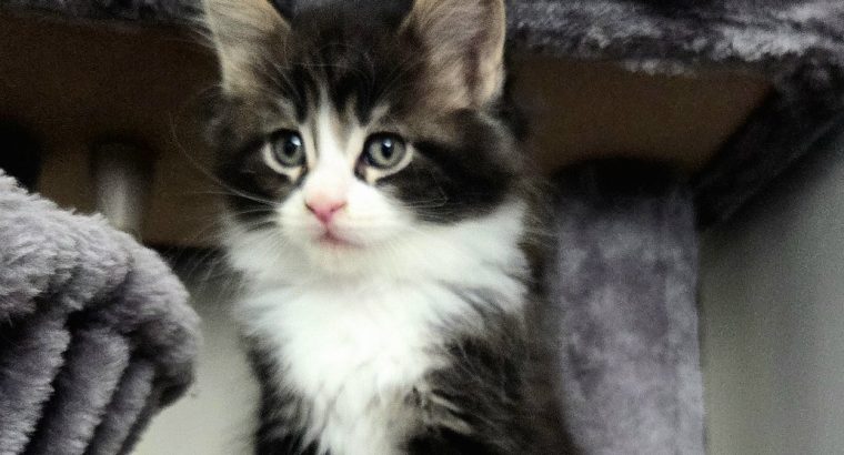 Indy Maine Coon kiscica