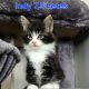 Indy Maine Coon kiscica