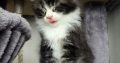 Indy Maine Coon kiscica
