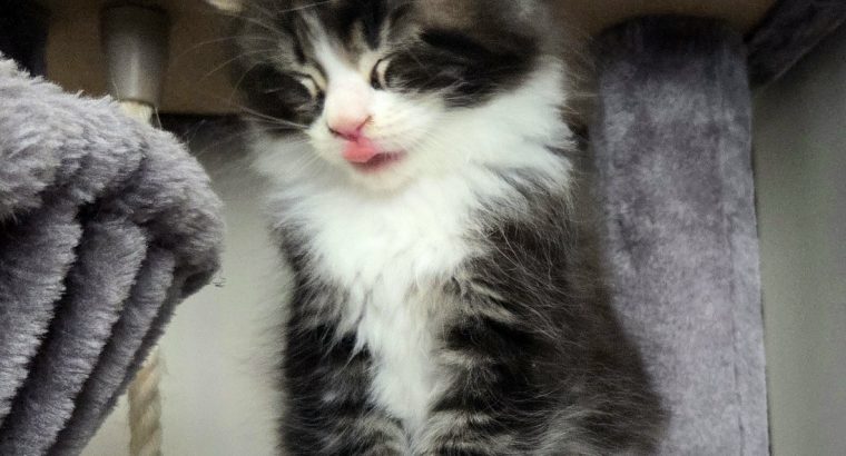 Indy Maine Coon kiscica