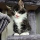 Indy Maine Coon kiscica