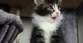 Indy Maine Coon kiscica