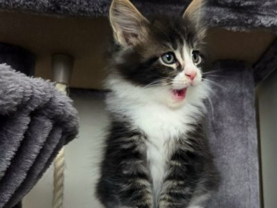 Indy Maine Coon kiscica