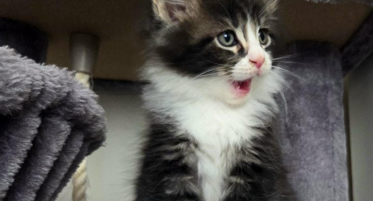Indy Maine Coon kiscica