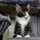 Indy Maine Coon kiscica