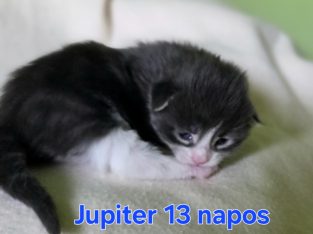 Jupiter