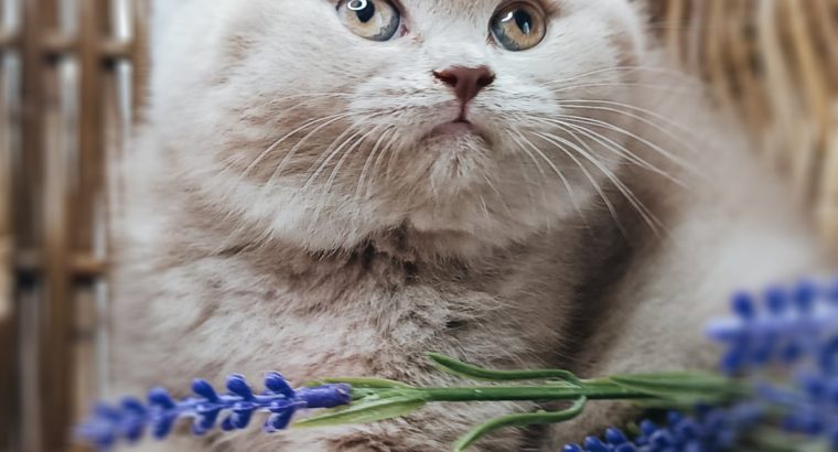 Brit lila kislány