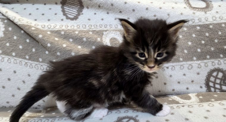 Jeromos Maine Coon kiscica