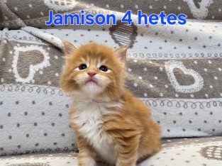 Jamison Maine Coon kiscica