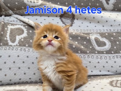 Jamison Maine Coon kiscica