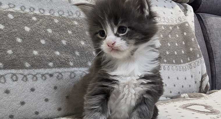 Jupiter Maine Coon kiscica