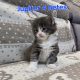 Jupiter Maine Coon kiscica