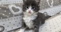 Jupiter Maine Coon kiscica