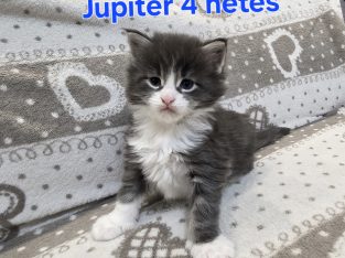 Jupiter Maine Coon kiscica