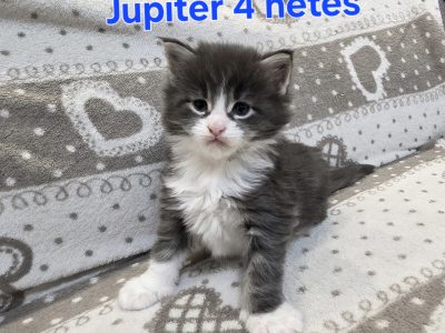 Jupiter Maine Coon kiscica