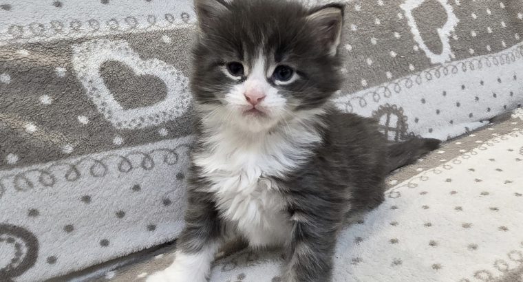 Jupiter Maine Coon kiscica
