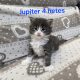 Jupiter Maine Coon kiscica