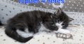 Jupiter Maine Coon kiscica