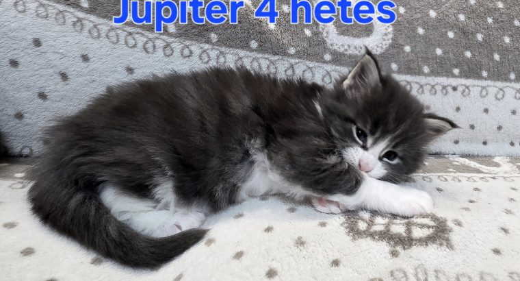 Jupiter Maine Coon kiscica