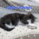 Jupiter Maine Coon kiscica