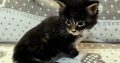Jeromos Maine Coon kiscica
