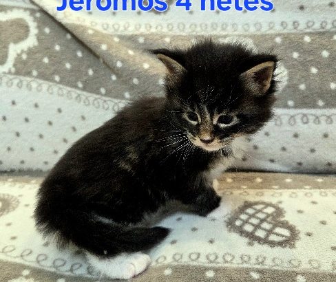 Jeromos Maine Coon kiscica