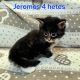 Jeromos Maine Coon kiscica