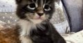 Jeromos Maine Coon kiscica