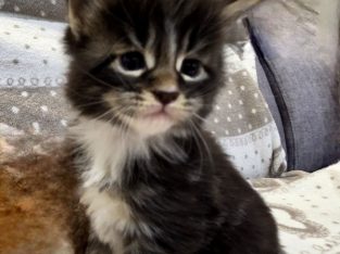 Jeromos Maine Coon kiscica