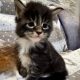 Jeromos Maine Coon kiscica