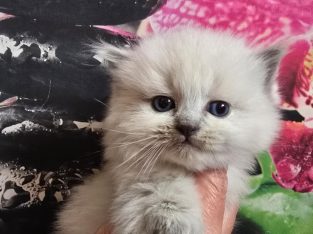 Ragdoll Cherubim nőstény
