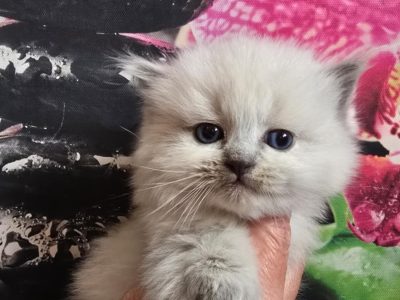 Ragdoll Cherubim nőstény