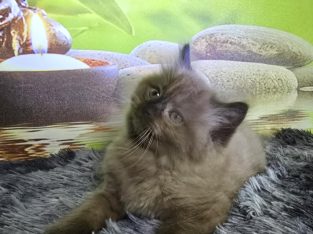 Ragdoll Cherubim