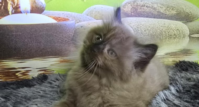 Ragdoll Cherubim