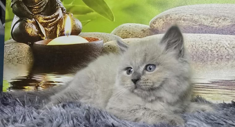 Ragdoll Cherubim kandúrka