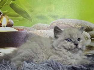 Ragdoll Cherubim kandúrka