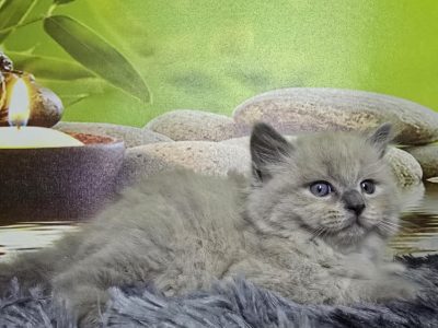 Ragdoll Cherubim kandúrka