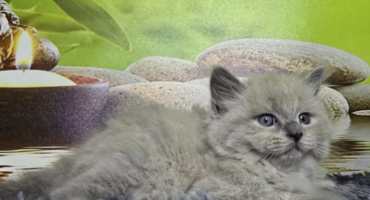 Ragdoll Cherubim kandúrka