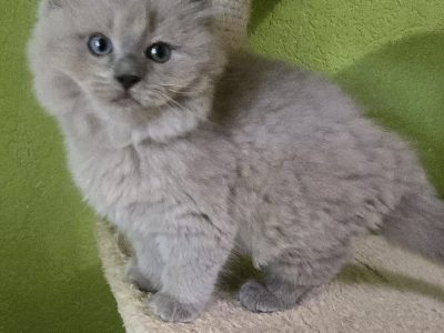 Ragdoll Cherubim