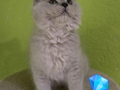 Ragdoll Cherubim kandúrka