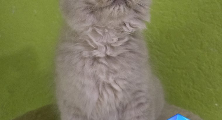 Ragdoll Cherubim kandúrka